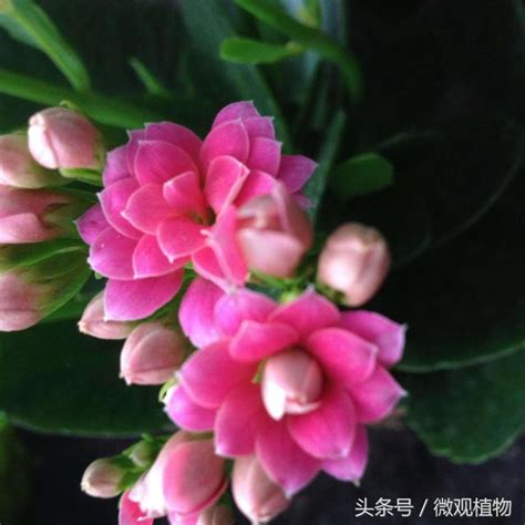 長壽花種植|長壽花最詳細的養殖方法，澆水、光照、施肥等，看完。